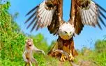 مستند حیات وحش؛ عقاب که از آسمون فرود میاد همه غلاف میکنن