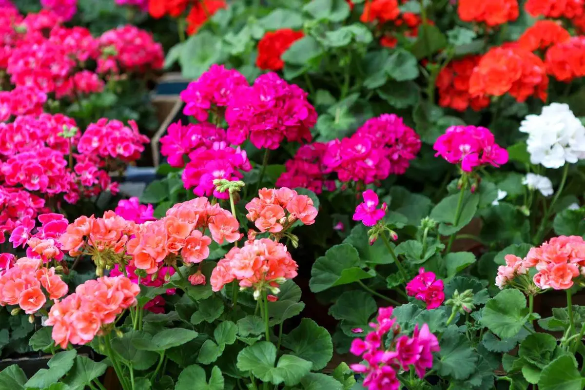 Geraniums-5
