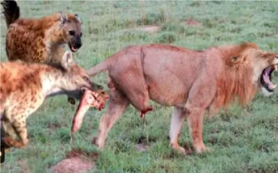 نارام زیان؛ کفتارای لاشخور حلقه زدن دور شیر مفت سلطان رو ببرن