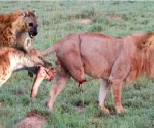 نارام زیان؛ کفتارای لاشخور حلقه زدن دور شیر مفت سلطان رو ببرن