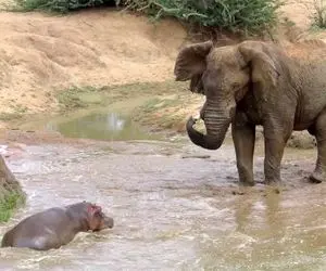 مستند حیات وحش؛ نزدیک شدن خارق‌ العاده بین یک اسب آبی و فیل‌