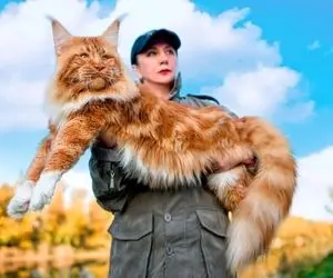 درآمدزایی صنعت توریسم ژاپن از گربه ها