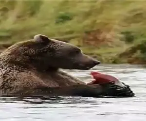 جذابیت حیات وحش؛ رودخونه انقدر ماهی داره خرس به خودش زحمت تکون خوردن نمیده