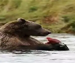 جذابیت حیات وحش؛ رودخونه انقدر ماهی داره خرس به خودش زحمت تکون خوردن نمیده