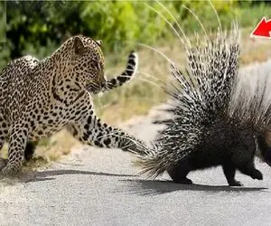 مستند حیات وحش / پلنگ یورش برد جوجه تیغی مفلوک تناول کنه تیغا گلوشو سوراخ کرد