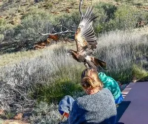 بدایع حیات وحش؛ حمله ترسناک عقاب بدسگال به زن بدشانس داشت از زمین بلندش میکرد