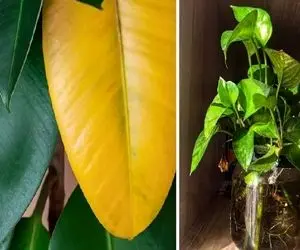 روش های حرفه ای گلخانه داران برای جلوگیری از زرد شدن برگ گیاهان / احیای کامل و موفق