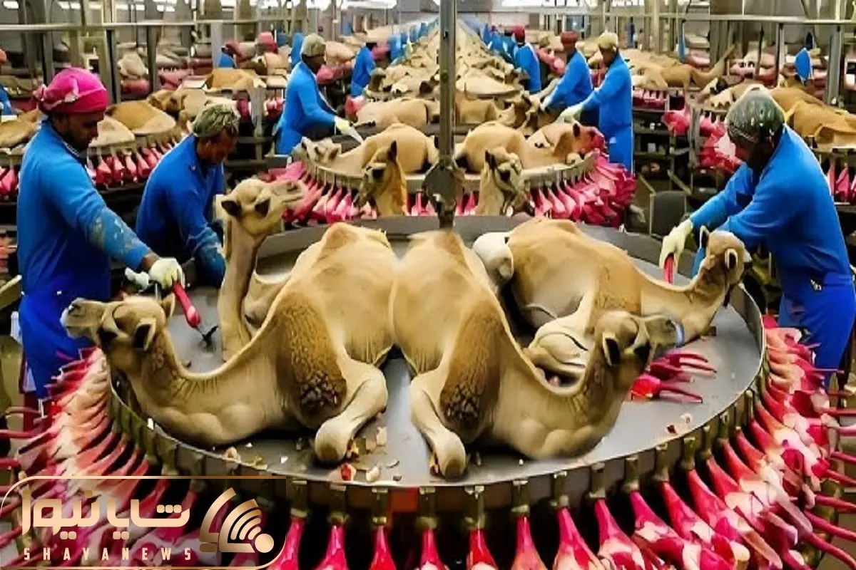 فرآوری شتر؛ شیر شتر و میدوشن زنده با اره برقی اسلایسش میکنن شیشلیگ درست کنن