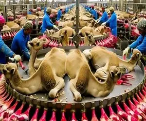 فرآوری شتر؛ شیر شتر و میدوشن زنده با اره برقی اسلایسش میکنن شیشلیگ درست کنن