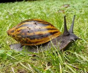 غذاهای خیابانی؛ آشپز ژاپنی چنان حلزون غول پیکر رو گذاشت تو قابلمه بجوشه انگار شلغمه