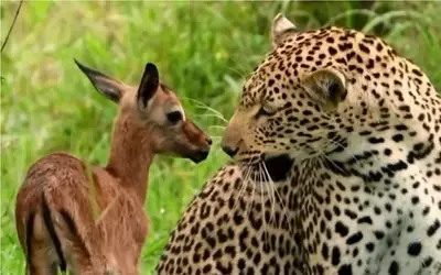 نبرد حیات وحش/پلنگ وحشی به بچه آهو رحم نکرد/آهو زبل با سرعتش قسر در میره