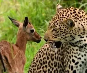 نبرد حیات وحش/پلنگ وحشی به بچه آهو رحم نکرد/آهو زبل با سرعتش قسر در میره