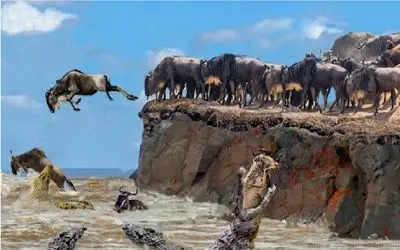 از جذابیت های حیات وحش؛ خودکشی گروهی کل های یالدار در دهان تمساح