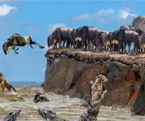 از جذابیت های حیات وحش؛ خودکشی گروهی کل های یالدار در دهان تمساح