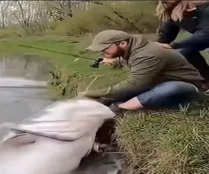 معماری طبیعت؛ شیرماهی برای ناهار هوس آدم کرد