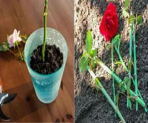 چطوری از شاخه گل رز چیده شده، یه گلدون رز درست کنیم؟/ نکته‌ های ساده برای تکثیر گل رز