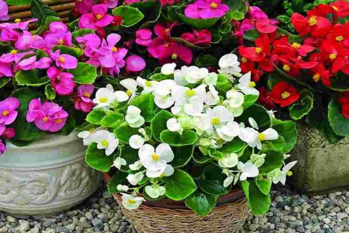 گل-بگونیا-عروس