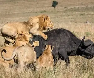 نارام زیان؛ شیرهای مفلوک بدسگال ریختن رو سر بوفالو تنها از گردن گوشتاشو خوردن