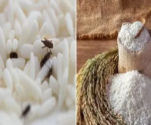 از بین بردن شپشک برنج در حجم بالا / با خرید یه قوطی کبریت تخم و ترکه اش رو نابود کن