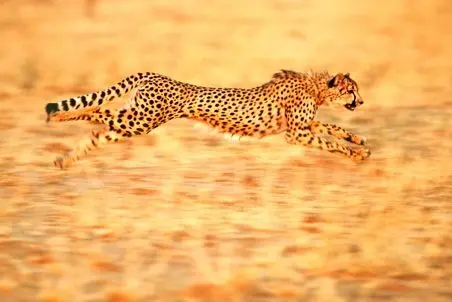 مستند حیات وحش؛ یوزپلنگ میره روی تردمیل اونم روی سرعت سقف