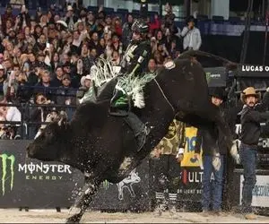 استقامت خونین؛ گاو عصیانگر تو مسابقه گاوچرون و تو 2 ثانیه پخش زمین کرد الفرار