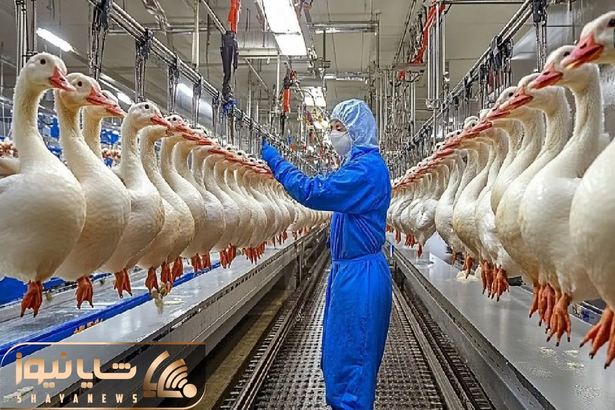 فرآوری غاز؛ جگر غاز و با دست تو سلاخخونه از سینه میکشه بیرون پراشو بالش میکنه