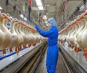 فرآوری غاز؛ جگر غاز و با دست تو سلاخخونه از سینه میکشه بیرون پراشو بالش میکنه