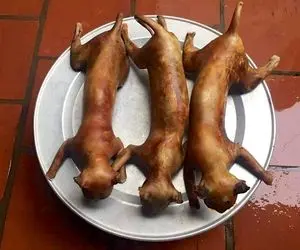 فرآوری گربه؛ تو خیابان افتادن دنبال گربه و میگیرن و کباب میکنن و تناول میکنن