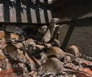 تفتیش طبیعت؛ موش صحرایی دزد برنج رو با داروی بیهوشی گرفتن درسته سرخ و میل کردن