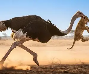 مستند حیات وحش؛ شتر مرغ بچه شیر رو به دهان گرفت و مثل باد دوید