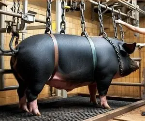 فرآوری خوک؛ خوک حرومی کریه رو پروار می بندن تا گوشت تباهشو تناول کنن