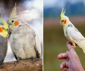 تشخیص جنسیت عروس هلندی / این کوچولوهای شیطون خودشون خیلی راحت خودشونو لو میدن