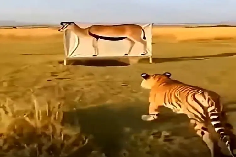 معماری طبیعت؛ دله بودن ببر کار دستش داد