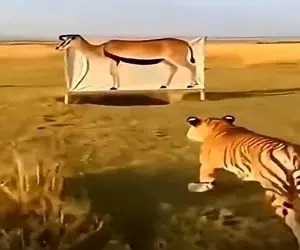 معماری طبیعت؛ دله بودن ببر کار دستش داد