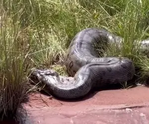 از جذابیت های حیات وحش؛ پیتون غولی که رو 18 چرخ جا نمیشه و مثل تنه درخت کلفته