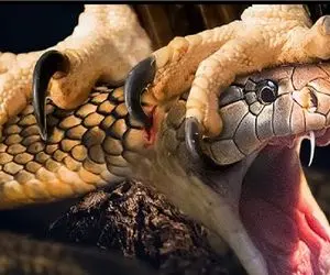 مستند حیات وحش/ عقاب کارمای تمام بدی های مار میشود