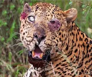 مستند حیات وحش؛ آخرین اشتباه زندگی پلنگ درگیری با کفتار بود