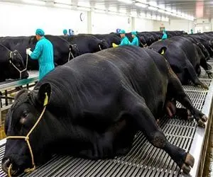 فرآوری گاو واگیو؛ گاوهای مایه‌دار ژاپنی با ناز و نوازش می‌پرورن تا استیک لاکچری بسازن