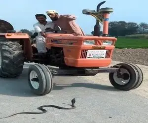 معماری طبیعت؛ مرد با دمپایی مار رو از له شدن زیر تایرهای تراکتور نجات داد