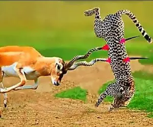 مستند حیات وحش؛ ایمپالا شاخو فرو کرده به پلنگ