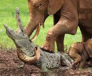 شاهکار حیات وحش؛ فیل بدسگال گردن تمساحی که داشت بچشو میخورد کند پلنگ بلعید