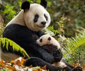 آن روی طبیعت وحشی؛ لحظات شیرین مامان پاندا و نی نی! دل آدم ضعف میره براشون