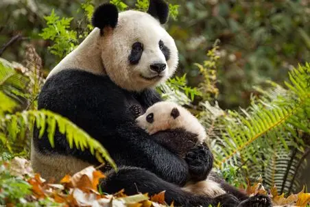 آن روی طبیعت وحشی؛ لحظات شیرین مامان پاندا و نی نی! دل آدم ضعف میره براشون