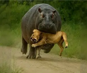 شاهکار حیات وحش / دهان گشاد اسب آبی غرور پادشاه جنگل را بلعید