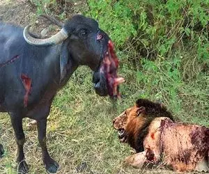 بدایع حیات وحش؛ شیر سفاک پوزه کل یالدار و کند انداخت جلو سگ باقی گوشتشو بلعید