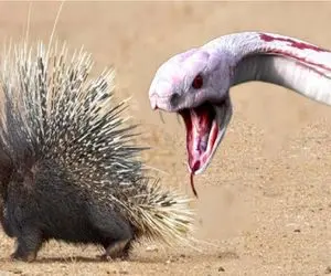 مستند حیات وحش؛ جوجه تیغی تیغاشو انقدر فرو میکنه به مار تا از خوردنش منصرف بشه