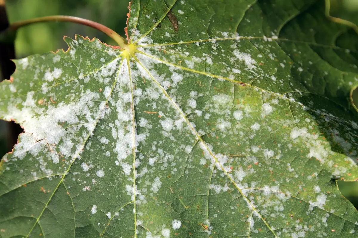 علت سفید زدن گیاه