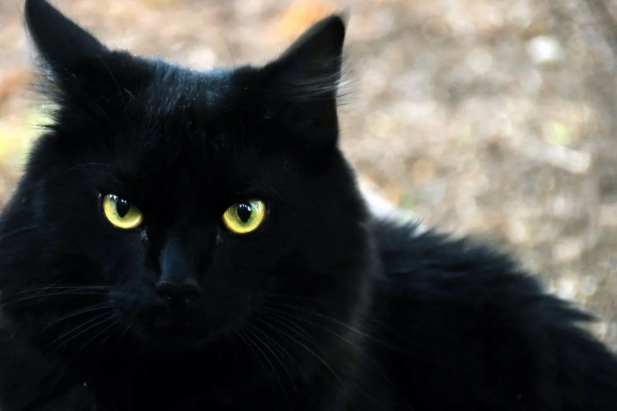 black-cat.width-1200.height-630