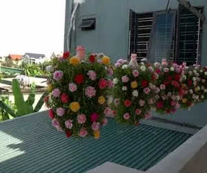 ایده های خلاقانه؛ تو بطری پلاستیکی دوغ گل کاشته گذاشته بالکن عین لوستر آویزون شده