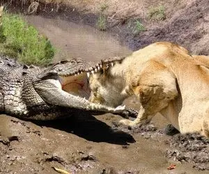 دیدنی های حیات وحش؛ عاقبت شیری که از سر کنجکاوی سرش رو میکنه تو آرواره های کروکودیل 